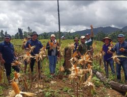 DPRD Buton Utara Genjot Pengembangan Jagung Kuning di Desa Wacu La’ea