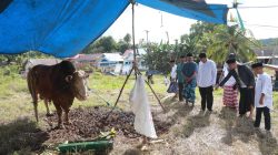 Bupati Buton Saksikan Penyembelihan Sapi Kurban Presiden di Matanauwe