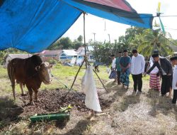 Bupati Buton Saksikan Penyembelihan Sapi Kurban Presiden di Matanauwe